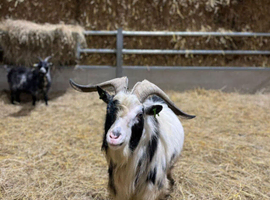 Gorgeous pygmy billies for summer hire