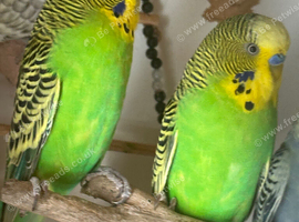 Lovely bonded pair