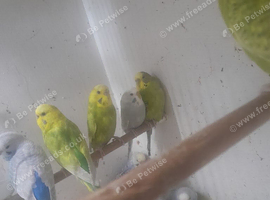 Budgies for sale