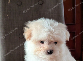 Maltese x Pomeranian Puppies