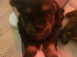 Butiful little puppies for sale