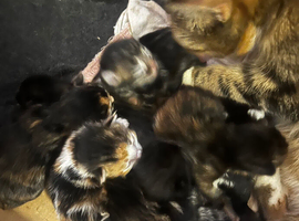 I have one black kitten with a white stripe through his belly left out of 8