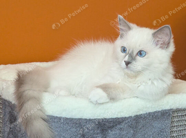 Stunning TICA ragdoll kitten ready now