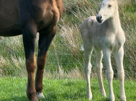 IDxSecD palomino filly