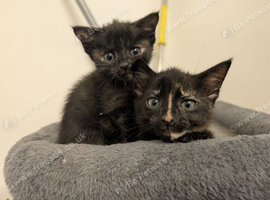 3 Black & Ginger Kittens - Ready to go