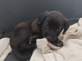 Patterjack boy available