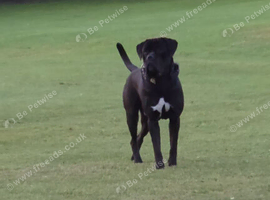 Cane corso male
