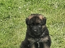 Long Haired GSD Pups