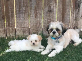 Shih tzu girl