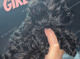 Beautiful F1 Shihpoos