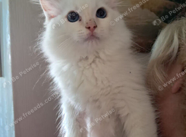 GCCF 1 Ragdoll kitten Reduced