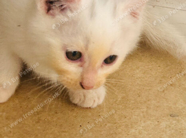 Kittens ready for new homes