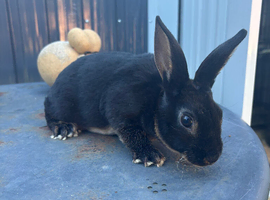 Mini Rex buck (jenson)