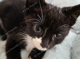 1 Beautiful Female Kitten
