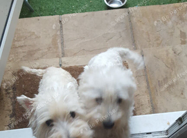 REGISTERED WEST HIGHLAND PUPPIES