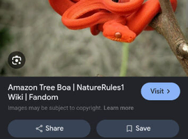 Amazon tree boas wanted