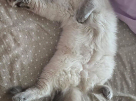 Neutered  ragdoll
