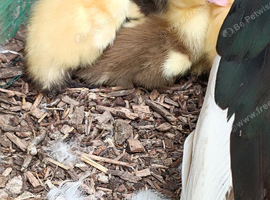 MUSCOVY DUCKKINGS 3 DAYS OLD UNSEXED