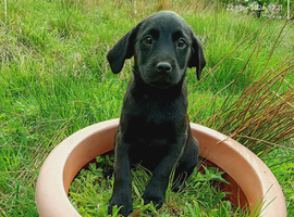 Labrador puppies