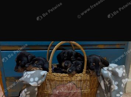 5 Beautiful miniature Dachshunds ️