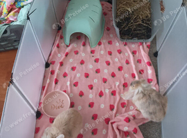 Mini Lop dwarf rabbits