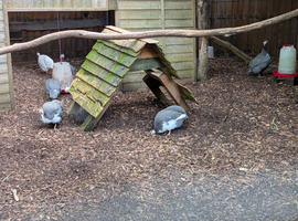 Guinea fowl flock