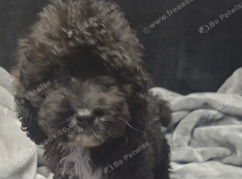 Adorable cockpoo puppy's