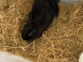 8 week old mini lop black bunny and large hutch