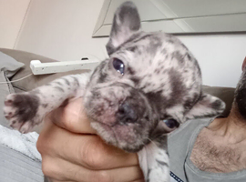 French Bulldog puppies