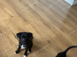 Gorgeous patterjack puppies left for sale