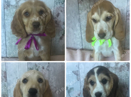 Adorable well socialised Chunky , Strong Cockador pups