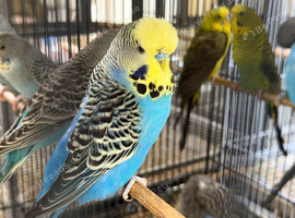 Exhibition budgie