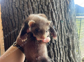 Ferret