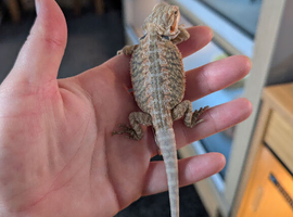 Baby bearded dragons ready now
