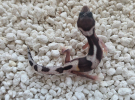Baby leopard geckos