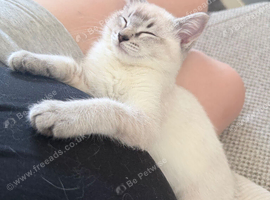 Lynx ragdoll kitten