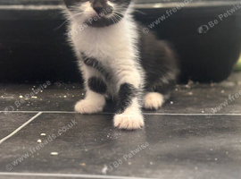 8 week boy ready