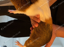 Guinea pig
