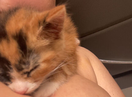 kitten