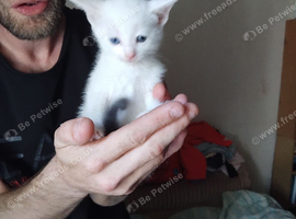 5 Beautiful Kittens