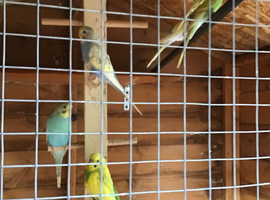 Baby bugdies