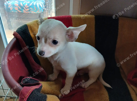 Jackawawa   puppies