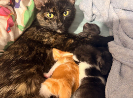 3 kittens for sale