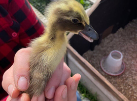 Runner Ducks and Call duck