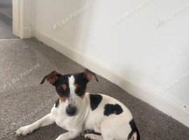 Male jack Russell terrier