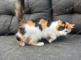 Cat 6-7 months old female