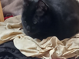 Mischief