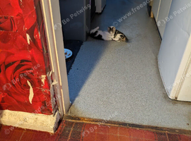 Kittens for sale