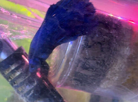 Blue Balloon Betta & Red Betta