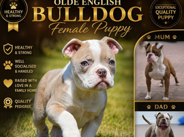 Amazing merles